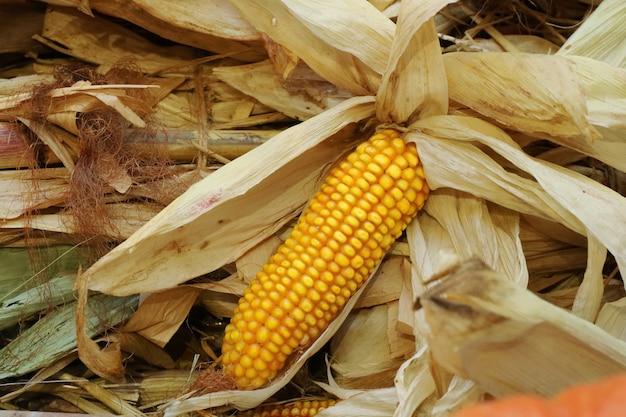 How Long Do Dried Corn Husks Last 