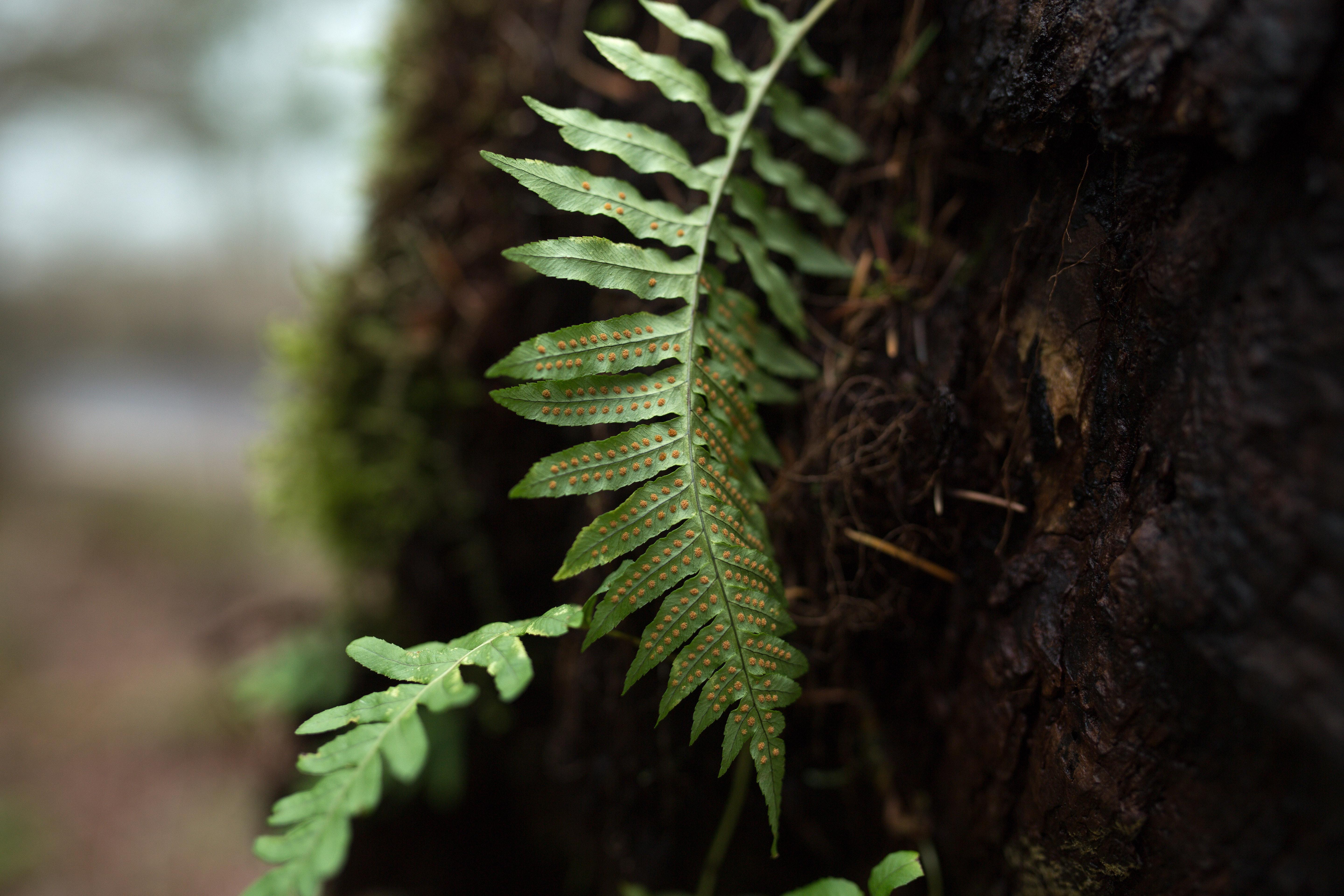 How Long Do Ferns Live 