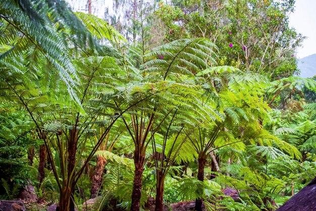 How Long Do Ferns Live 