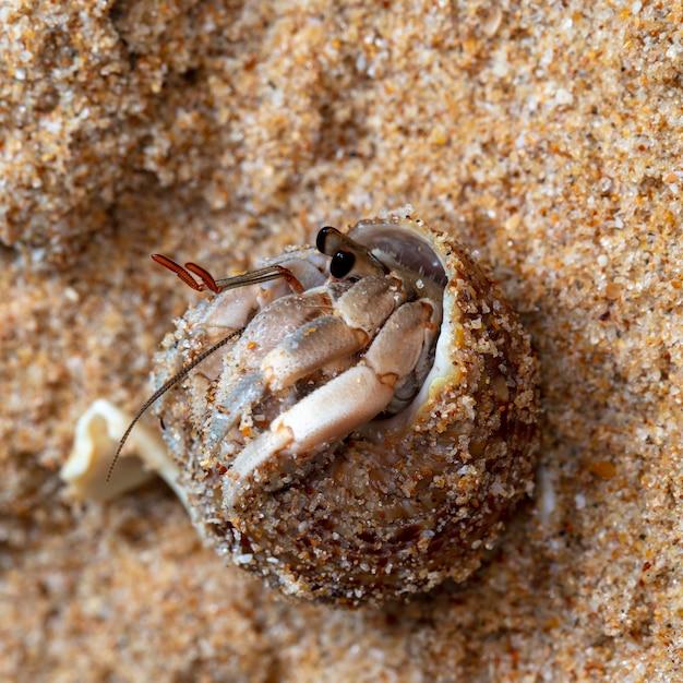 How Long Do Hermit Crabs Sleep 