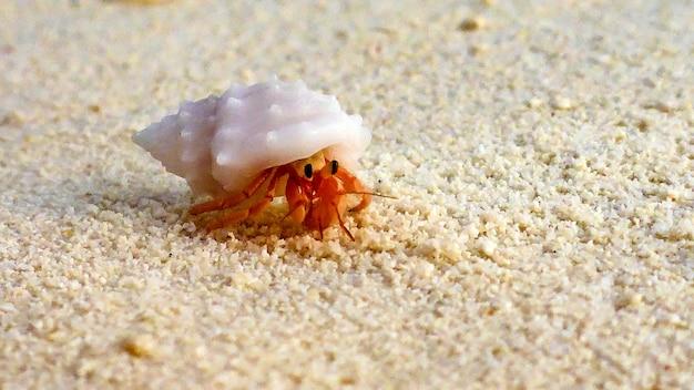 How Long Do Hermit Crabs Sleep 