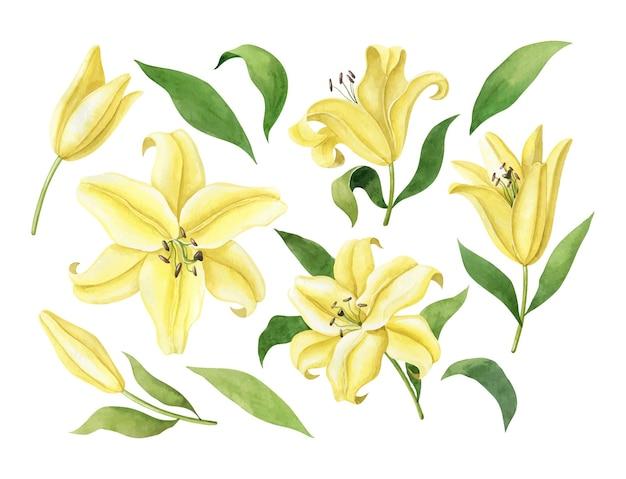  How Long Do Lilies Last 