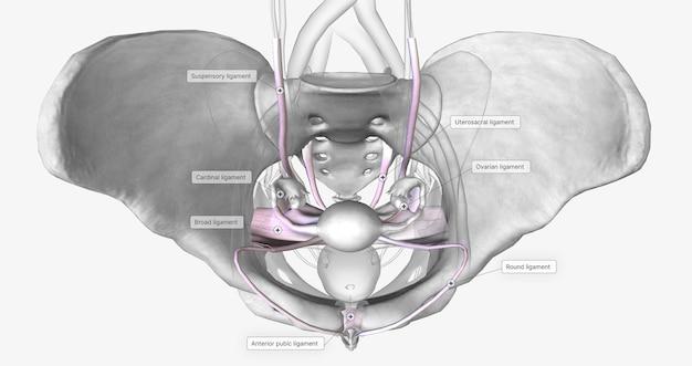 How long does hymen take to heal? 