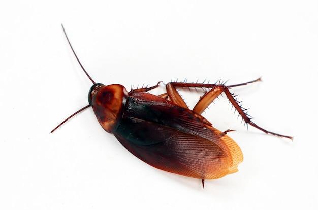  How Long Does It Take For Raid To Kill A Roach 