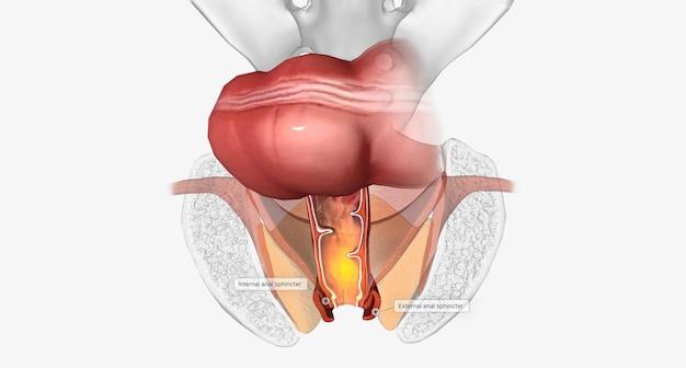  How Long Does It Take To Clean Out Your Colon 