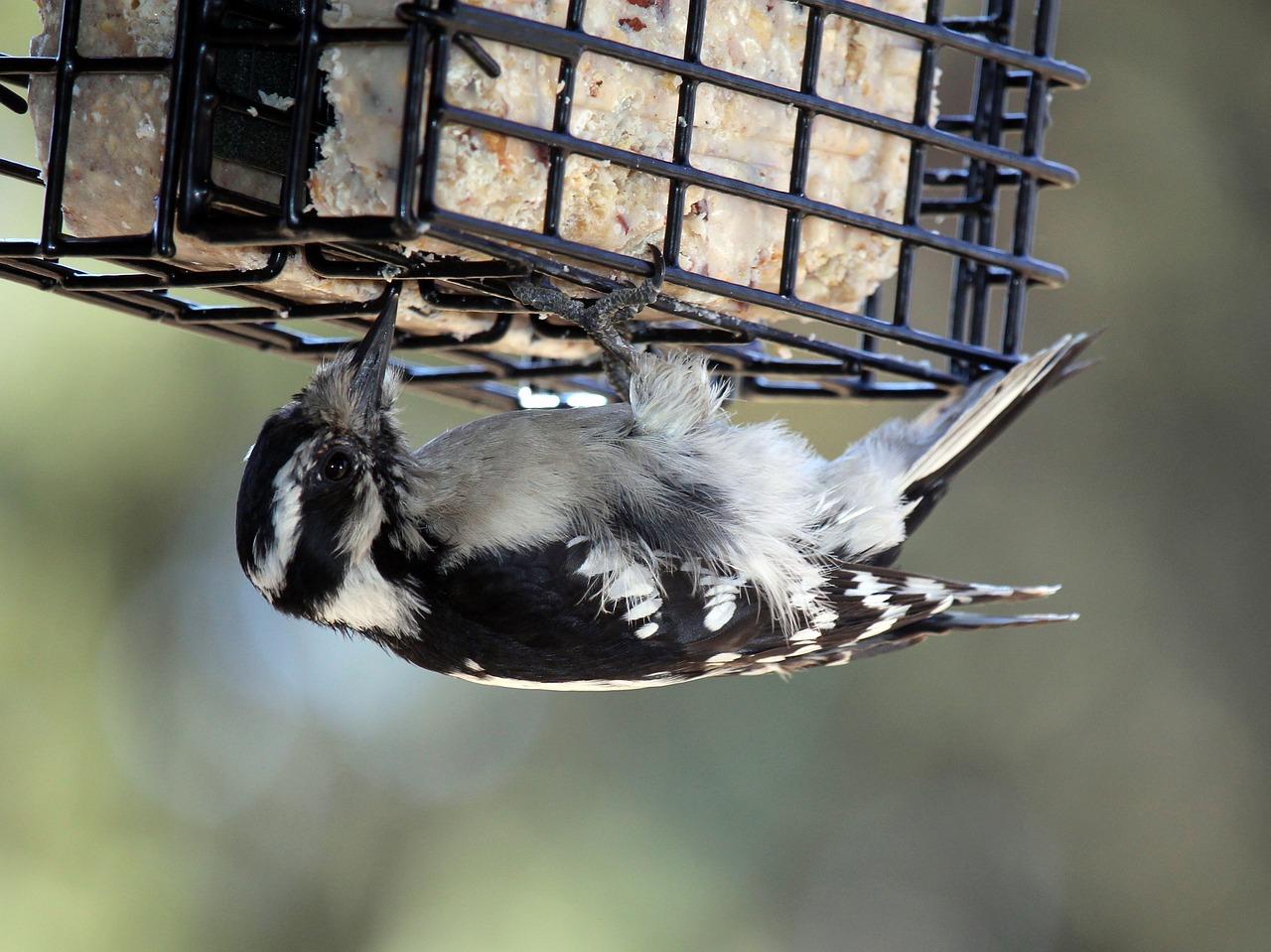  How Long Does Suet Last Outside 