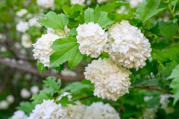 How Long Does Viburnum Bloom 