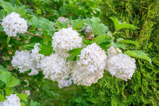 How Long Does Viburnum Bloom 