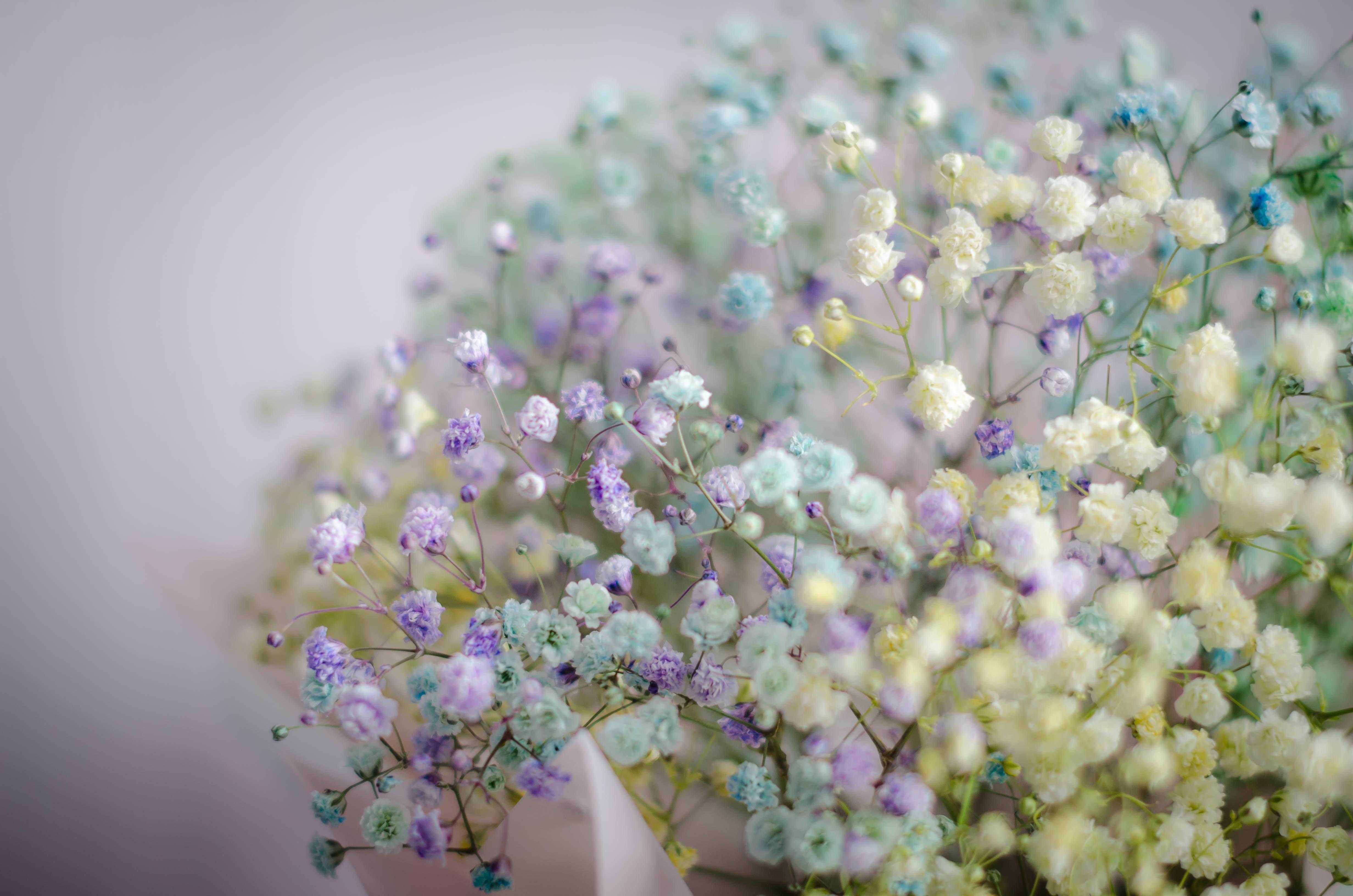  How Long Will Baby’s Breath Last Out Of Water 