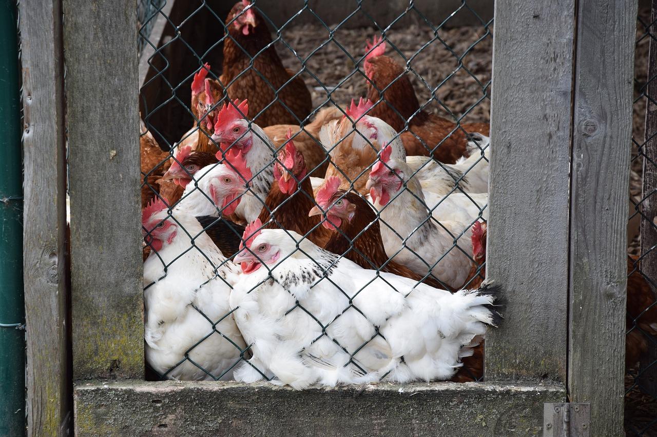  How Many Chickens In A 10X10 Coop 