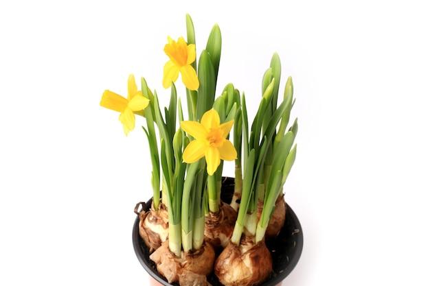  How Many Daffodils Per Bulb 