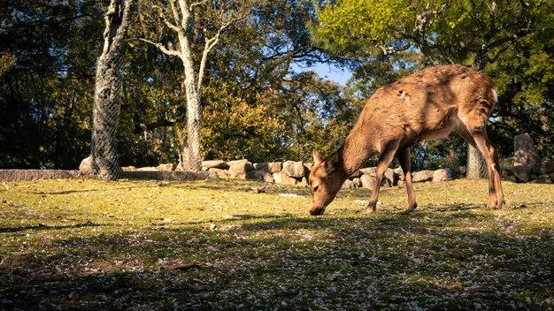 How Many Deer Are There In The World 