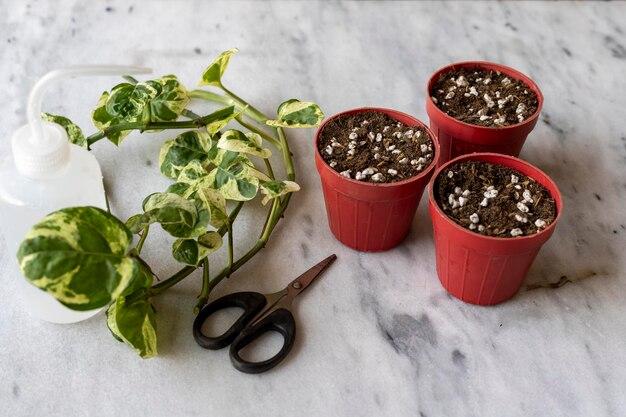 How Many Pothos Cuttings Per Pot 