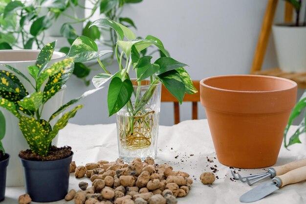 How Many Pothos Cuttings Per Pot 