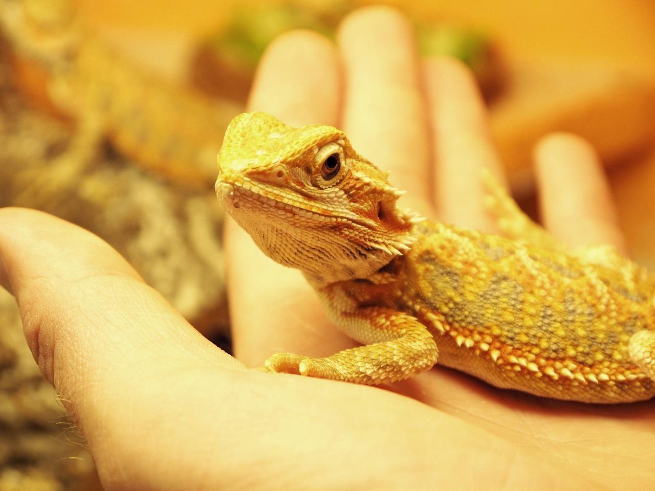  How Many Watts Do Bearded Dragons Need 