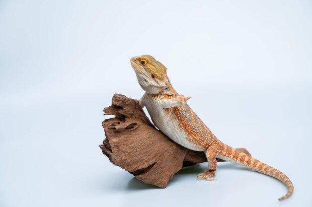  How Many Watts Do Bearded Dragons Need 