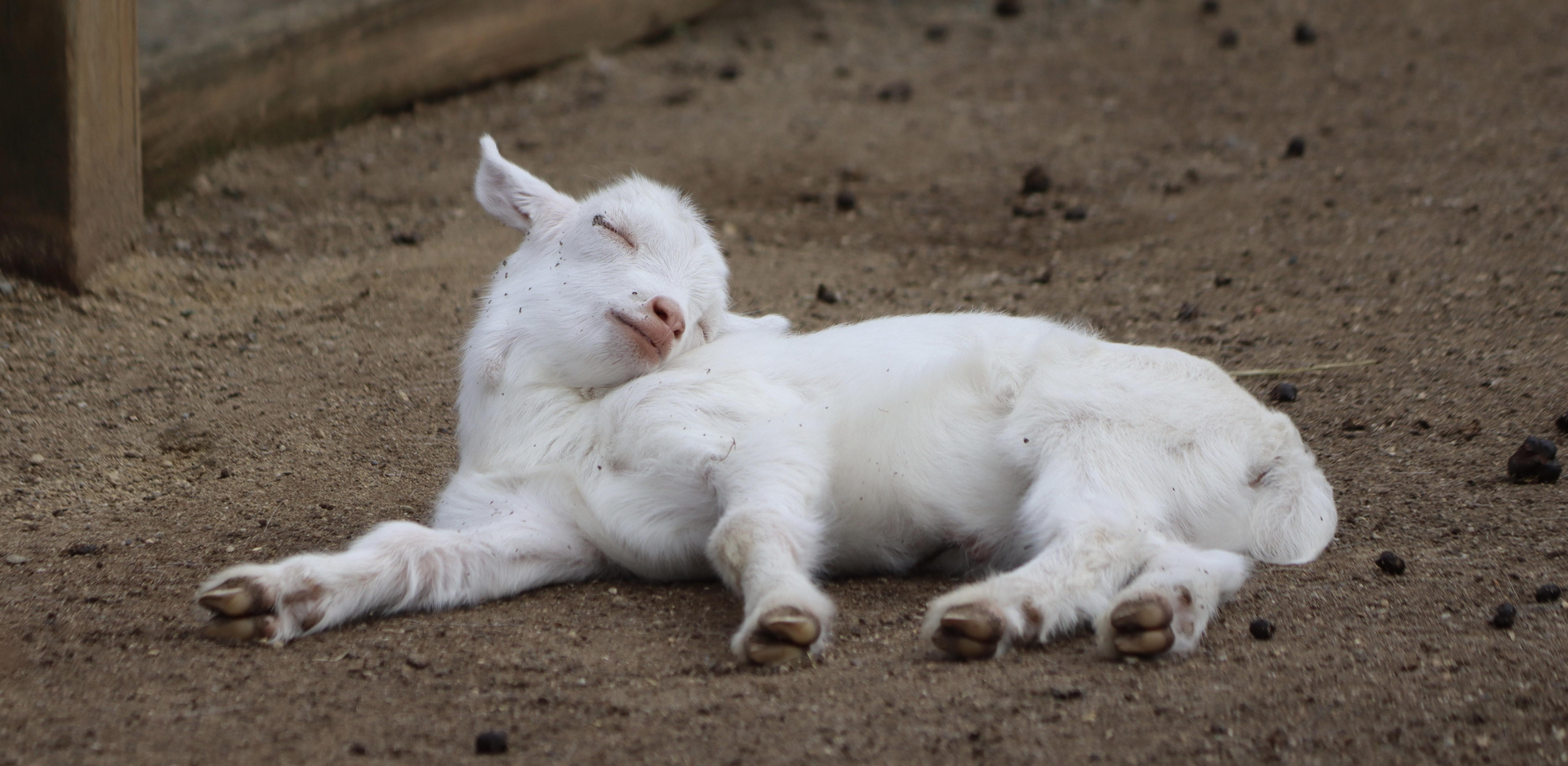  How Much Do Baby Goats Sleep 