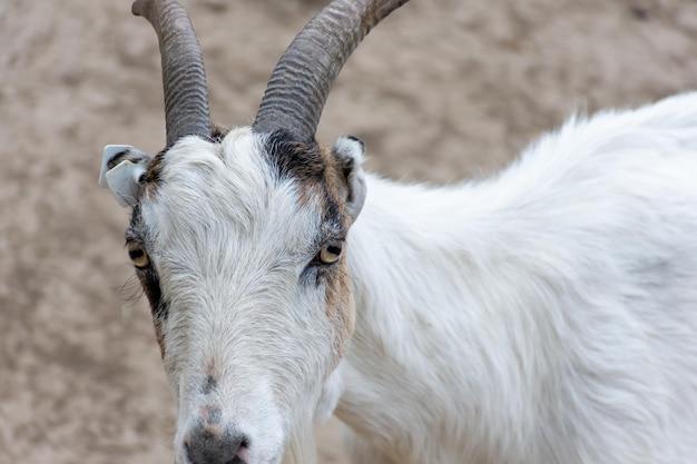  How Much Does A Goat Cost In California 