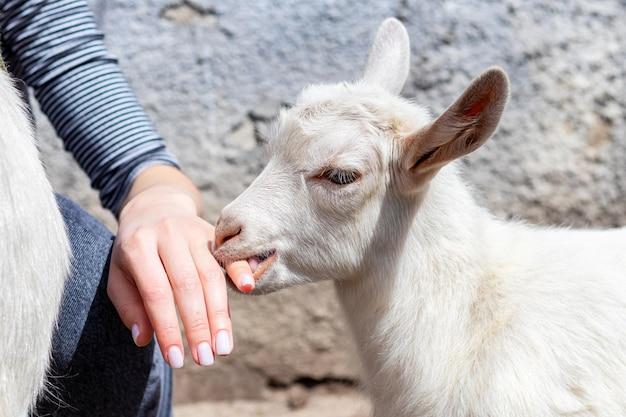  How Much Does A Goat Cost In California 