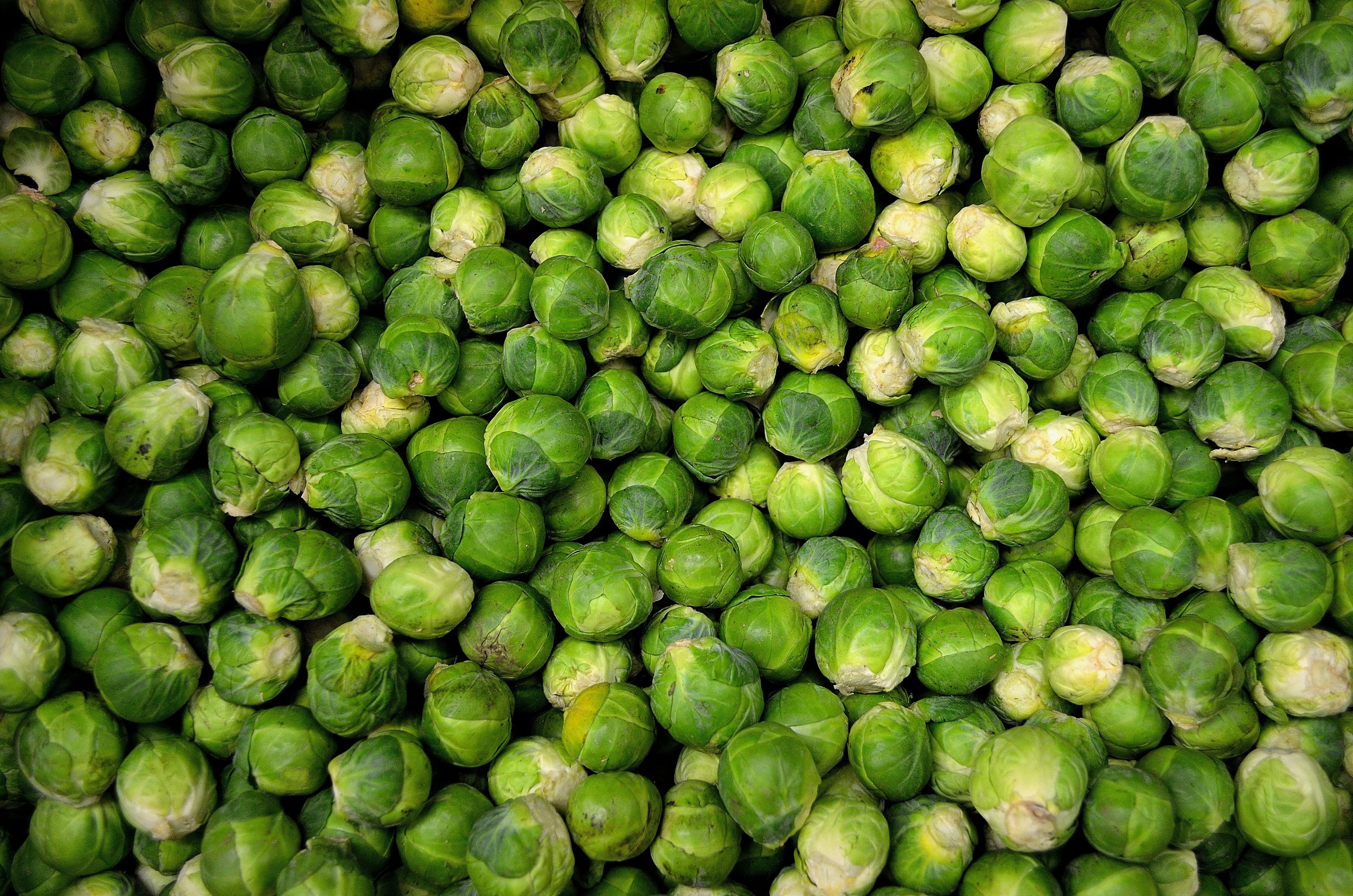 How Much Room Do Brussel Sprouts Need To Grow 