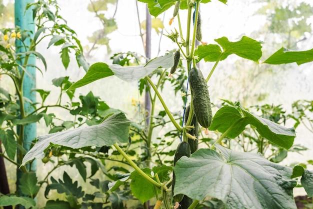  How Much Squash Per Plant 