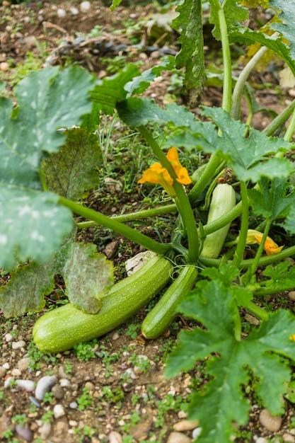  How Much Squash Per Plant 