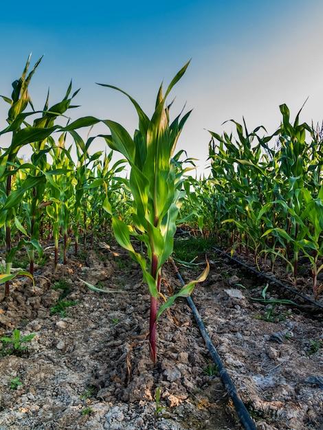 How Much Water Does A Corn Plant Need 