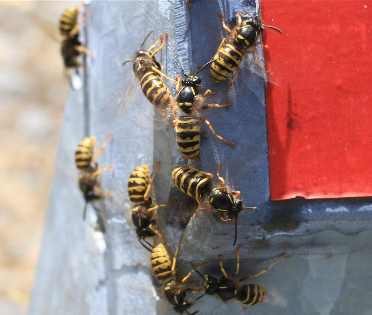 How Often Do Wasps Sting 