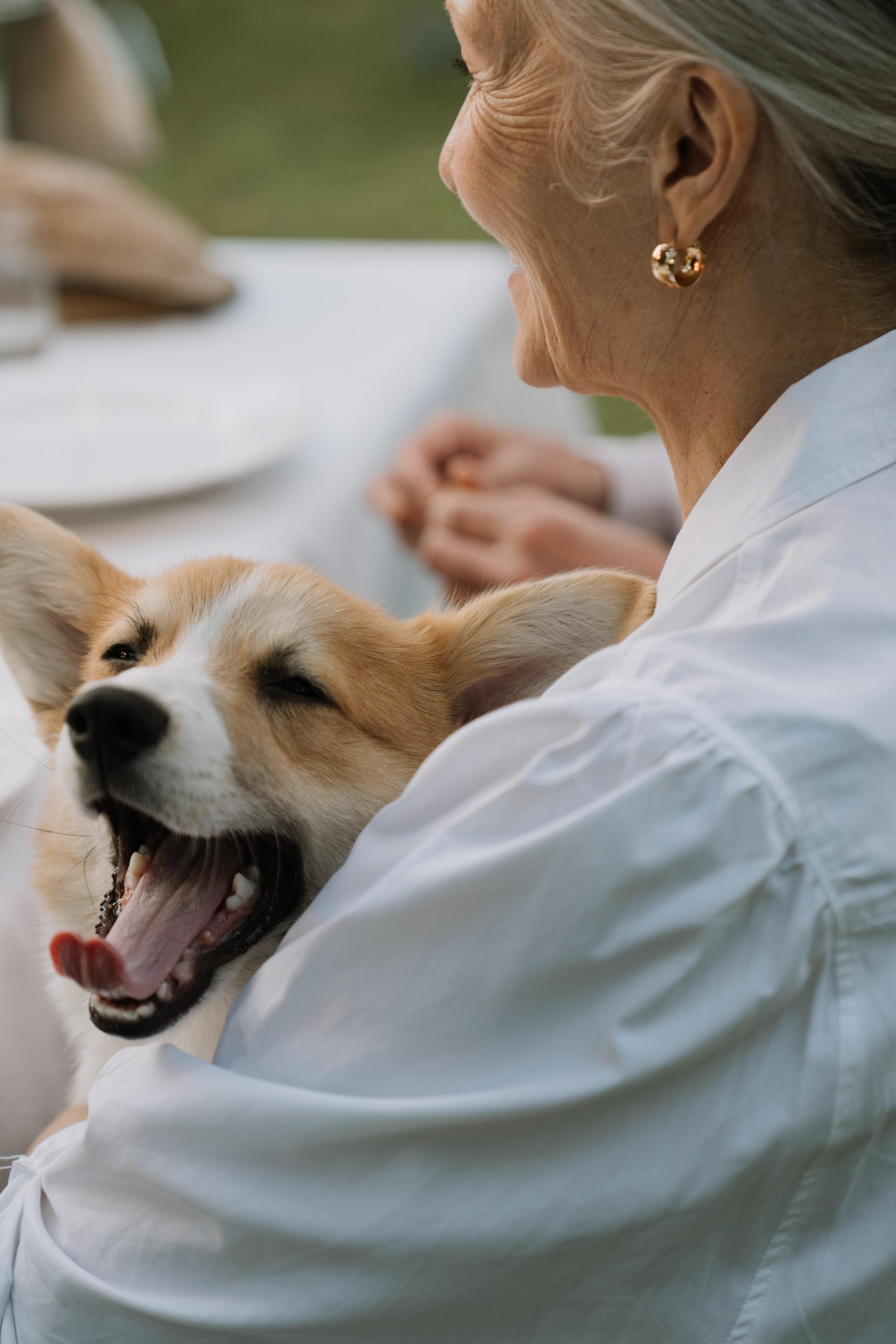 How Often Should A Senior Dog Be Fed 