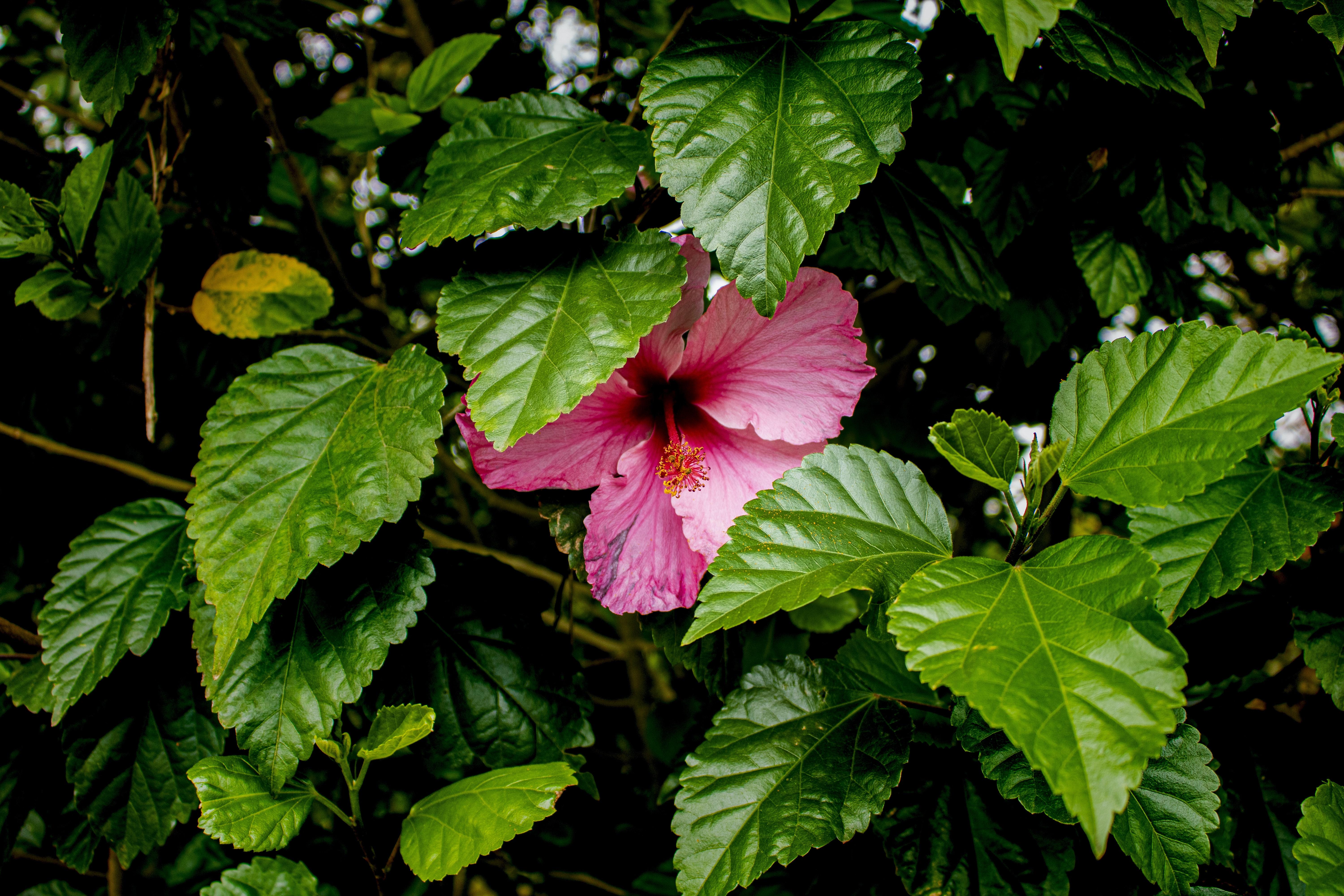 How Often Should I Feed My Flowering Plants 