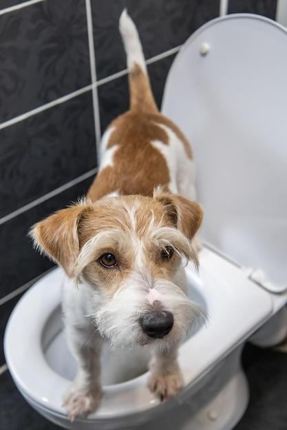  How Often Should Senior Dogs Pee 