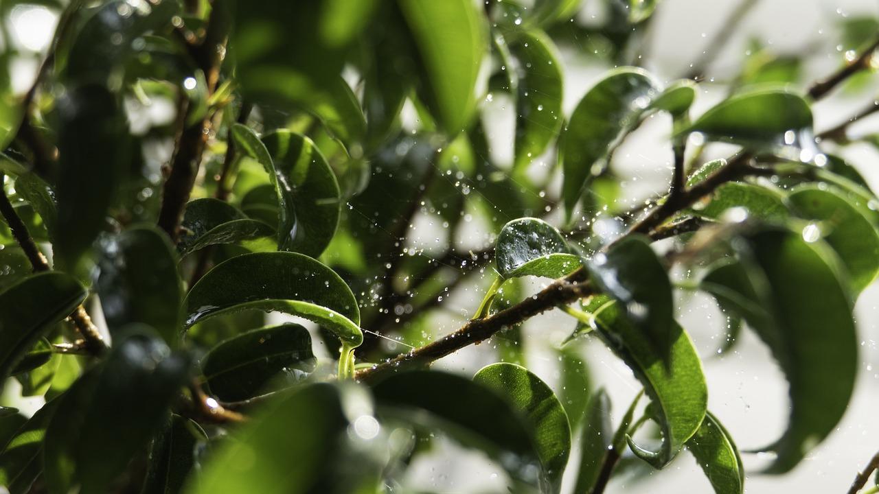  How Often To Water Bonsai Seeds 