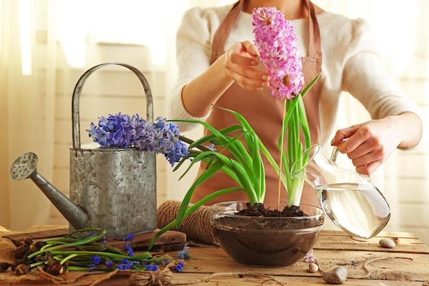 How Often To Water Hyacinth Indoors 