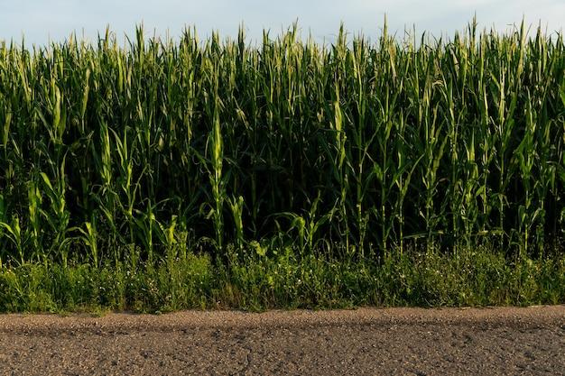 How Tall Do Corn Stalks Grow 