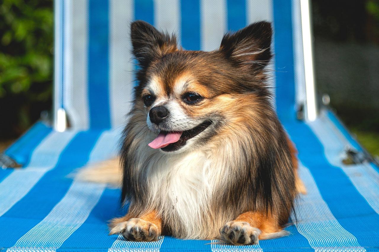 How To Dog Proof A Screened Porch 