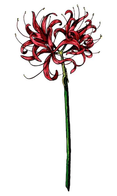  How To Draw A Spider Lily Step By Step 