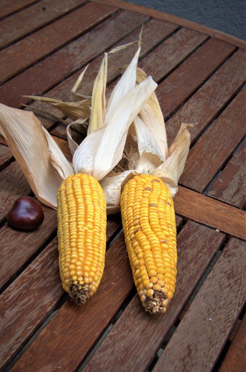  How To Dry Corn On The Cob For Squirrels 