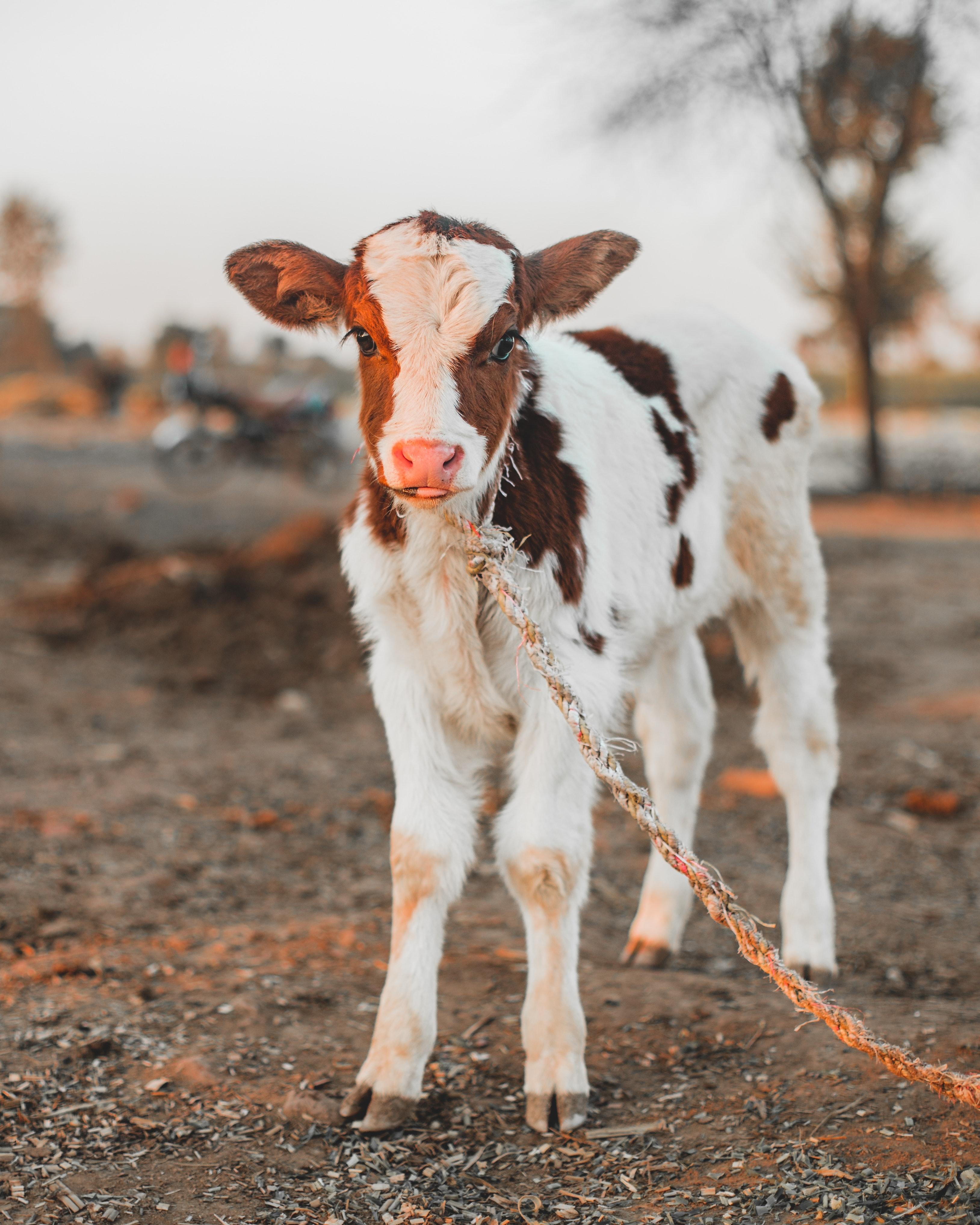  How To Dry Up A Cow That Lost Its Calf 