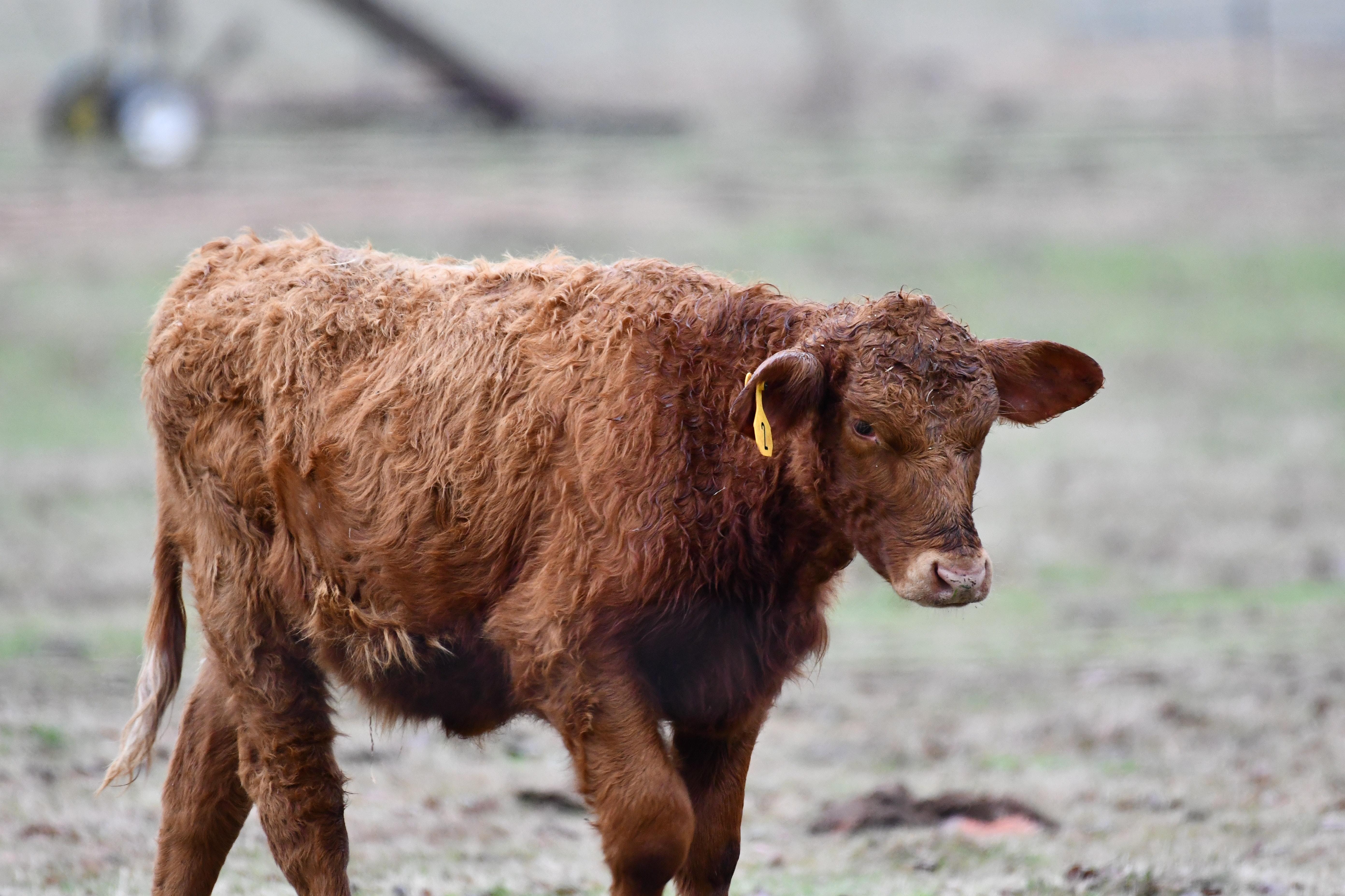  How To Dry Up A Cow That Lost Its Calf 