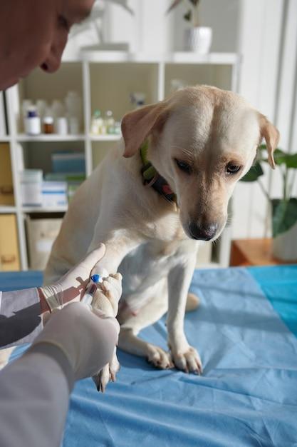  How To Get Dried Blood Out Of Dog Fur 