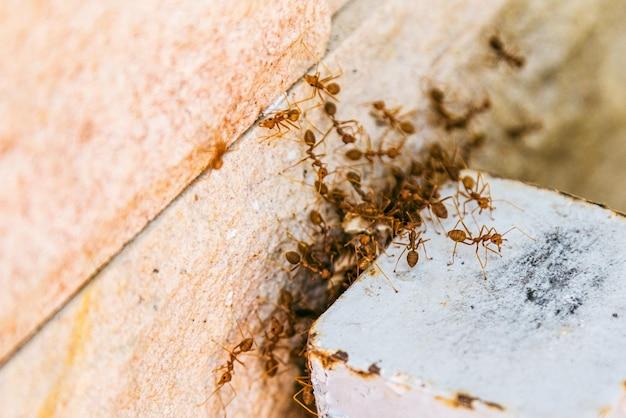 How To Get Rid Of Ants Under Hood Of Car 