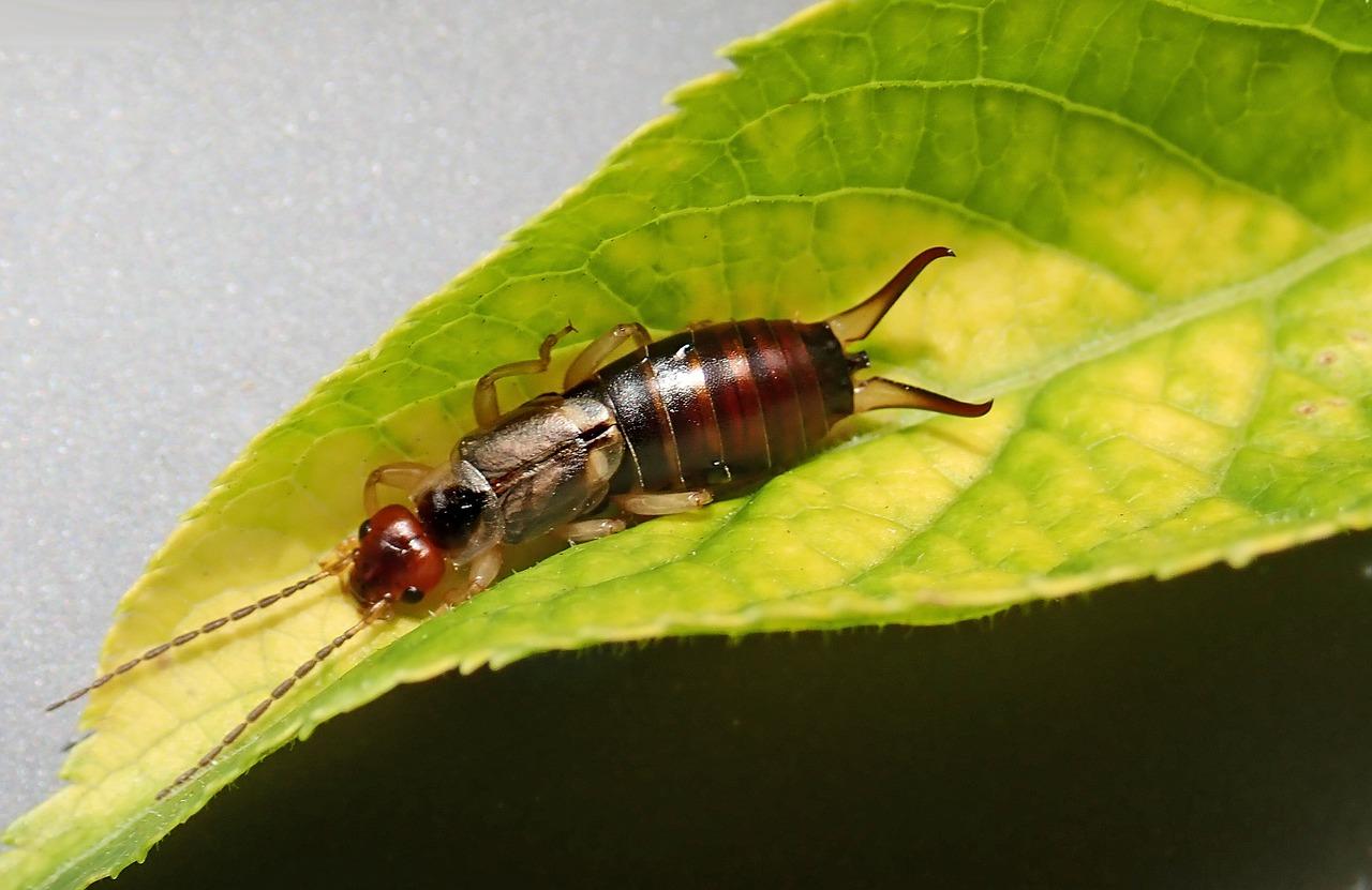  How To Get Rid Of Earwigs In The Garden 