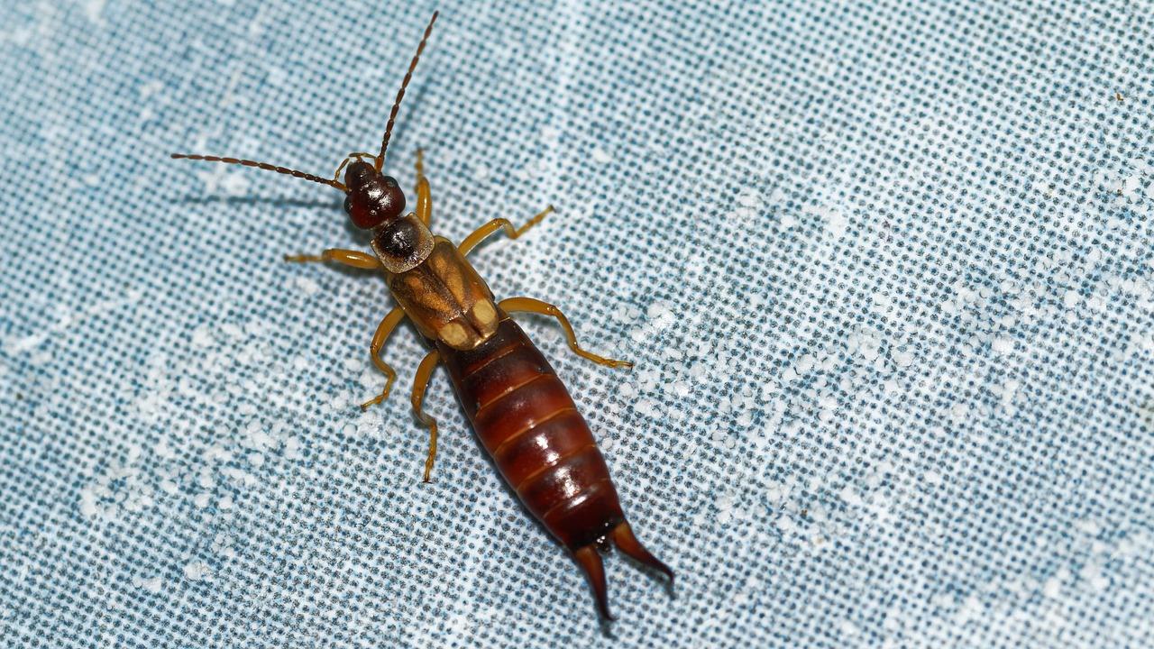  How To Get Rid Of Earwigs In The Garden 
