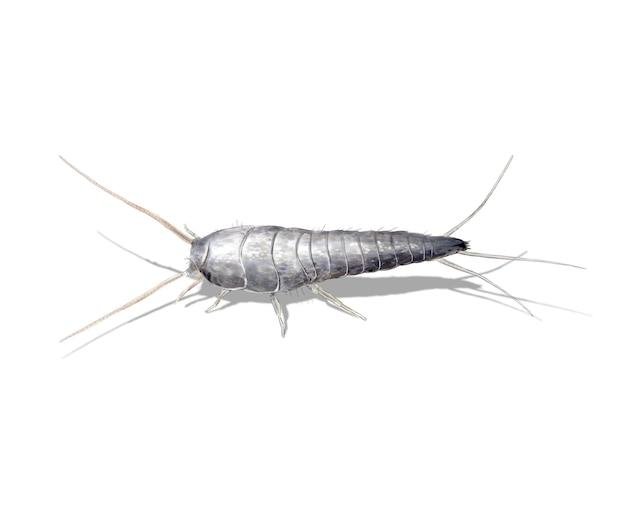  How To Kill Silverfish Bugs 