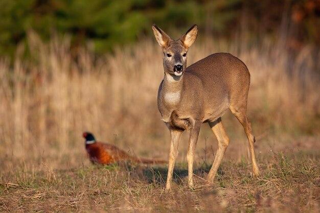 How To Get Rid Of Weevils In Deer Corn 