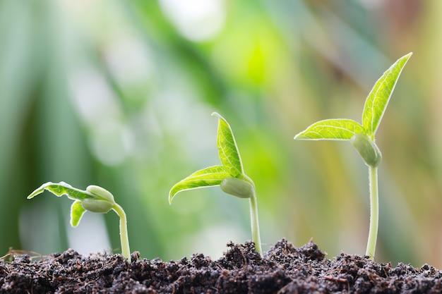  How To Grow Bean Sprouts In Soil 