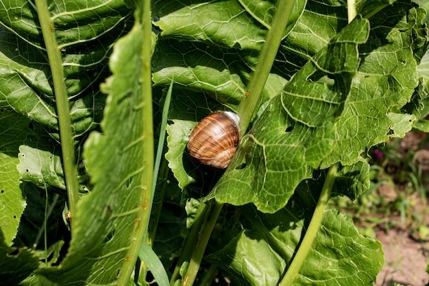  How To Grow Brussel Sprouts In Colorado 