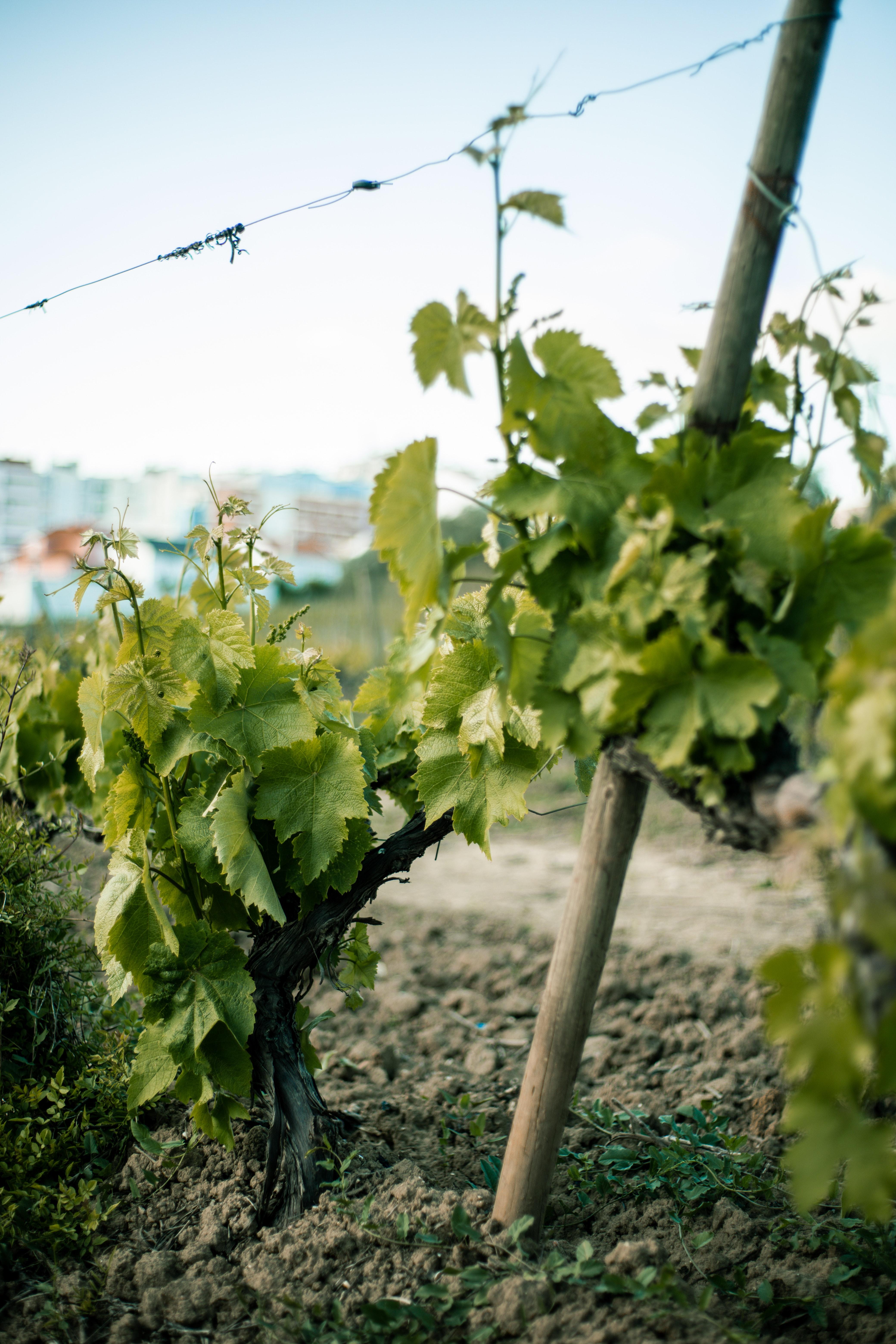 How To Grow Grapes From Store Bought Grapes 