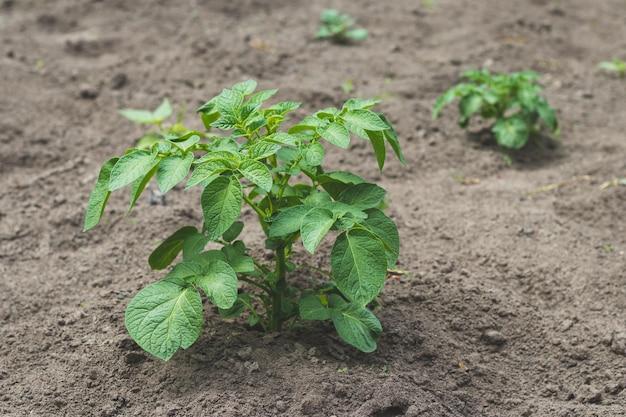  How To Grow Potatoes In Oklahoma 