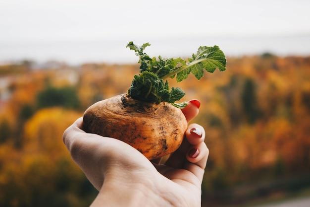  How To Grow Rutabaga From Scraps 